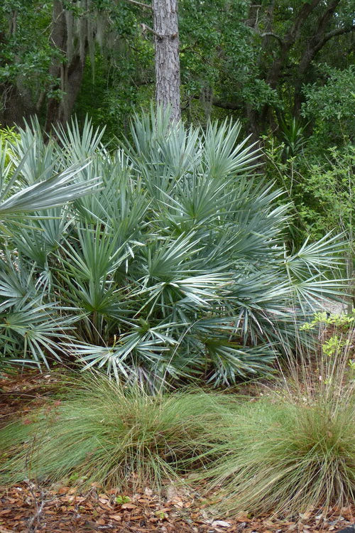  Silver Saw Palmetto Palm - 3 Gallon Pot