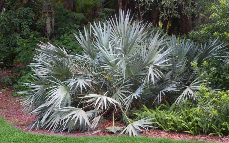  Silver Saw Palmetto Palm - 7 Gallon Pot