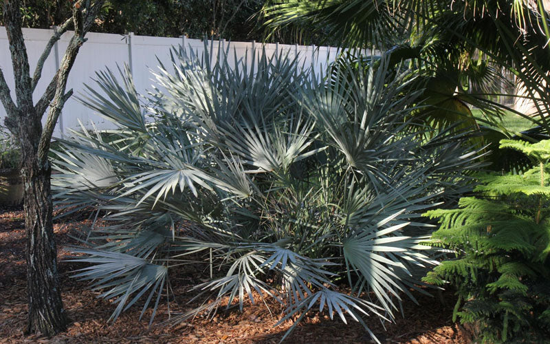  Silver Saw Palmetto Palm - 7 Gallon Pot