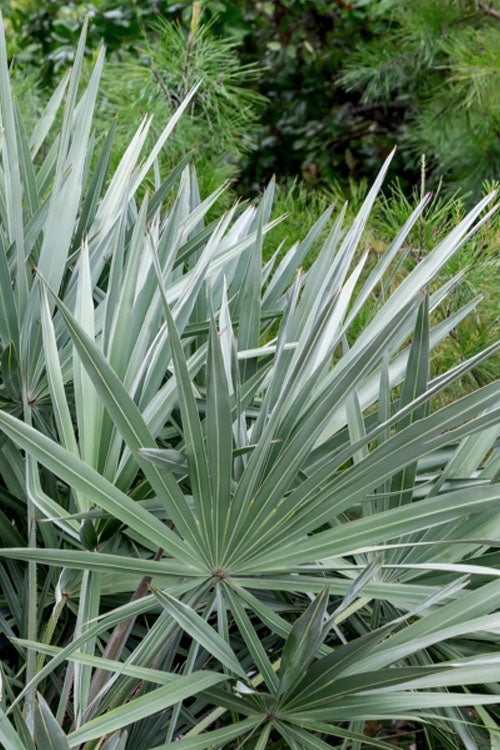  Silver Saw Palmetto Palm - 7 Gallon Pot