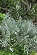  Silver Saw Palmetto Palm - 3 Gallon Pot