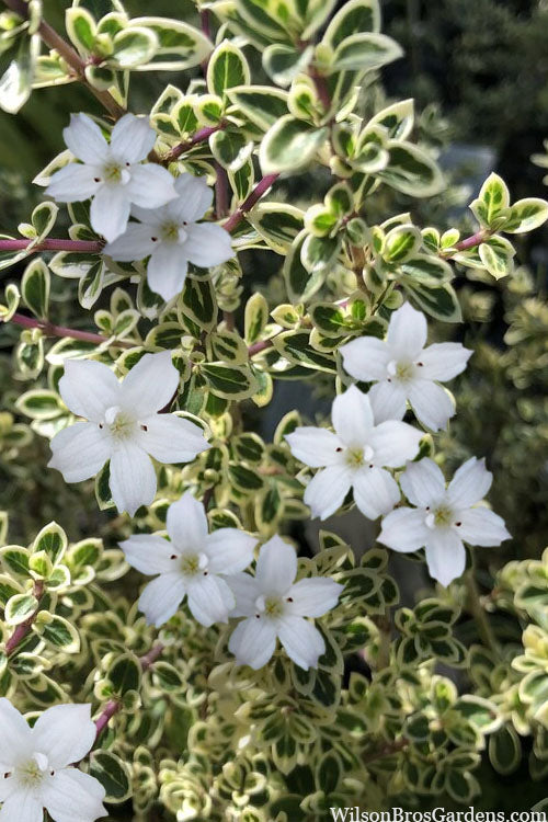  Variegated Snowbush (Serissa Japonica) - 1 Gallon Pot