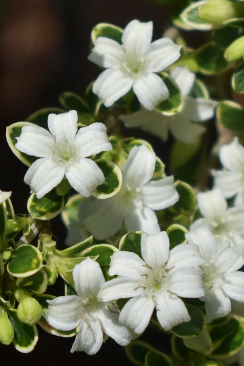  Variegated Snowbush (Serissa Japonica) - 1 Gallon Pot