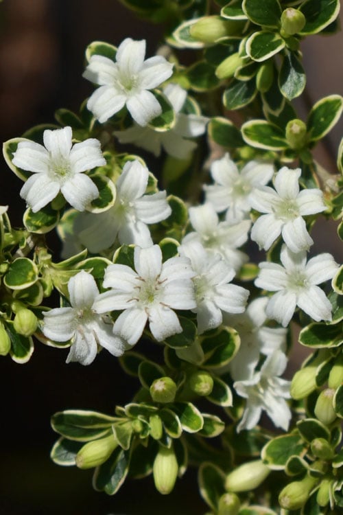 Variegated Snowbush (Serissa Japonica) - 3 Gallon Pot
