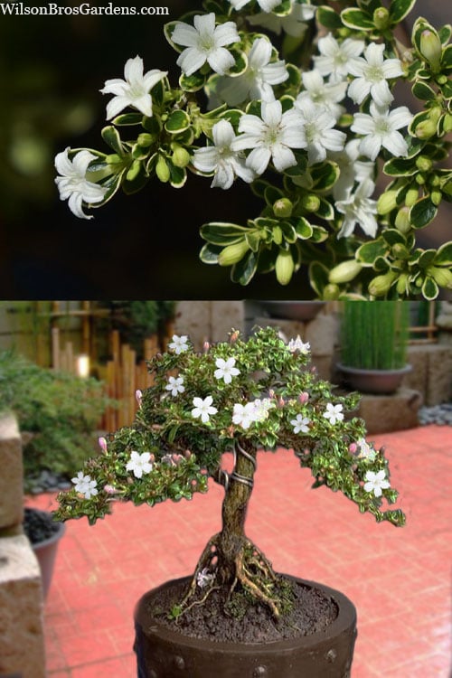  Variegated Snowbush (Serissa Japonica) - 3 Gallon Pot