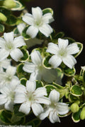  Variegated Snowbush (Serissa Japonica) - 1 Gallon Pot