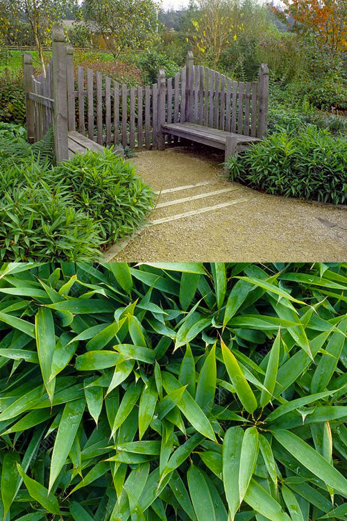  Dwarf Lanceleaf Bamboo (Shibataea Lancifolia) - 3 Gallon Pot