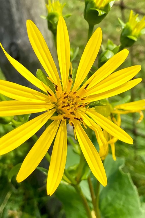  Cup Plant (Silphium Perfoliatum) - 1 Gallon Pot