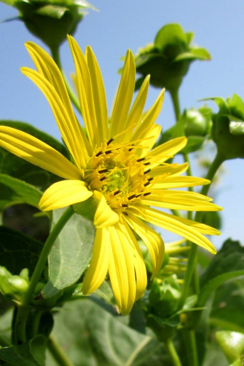  Cup Plant (Silphium Perfoliatum) - 1 Gallon Pot