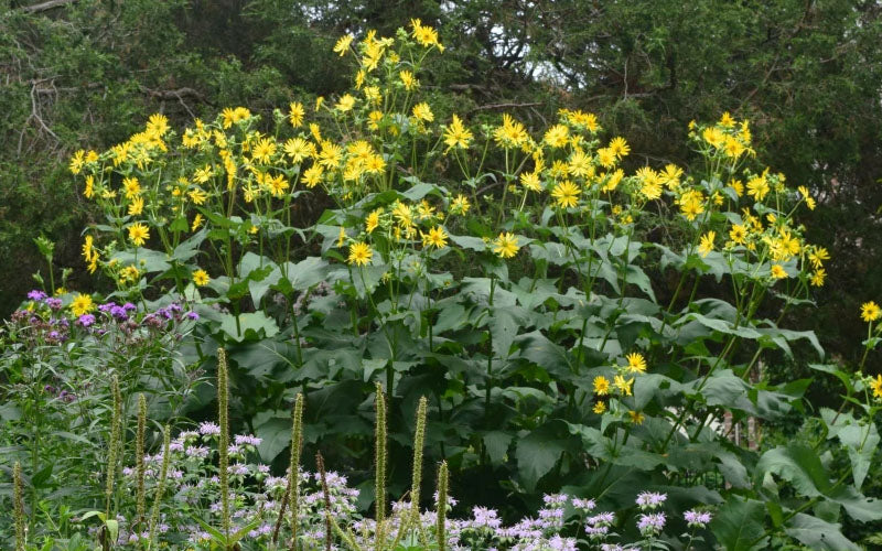  Cup Plant (Silphium Perfoliatum) - 6 Pack Of 1 Gallon Pots