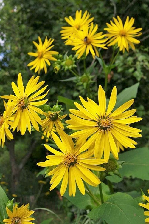  Cup Plant (Silphium Perfoliatum) - 1 Gallon Pot
