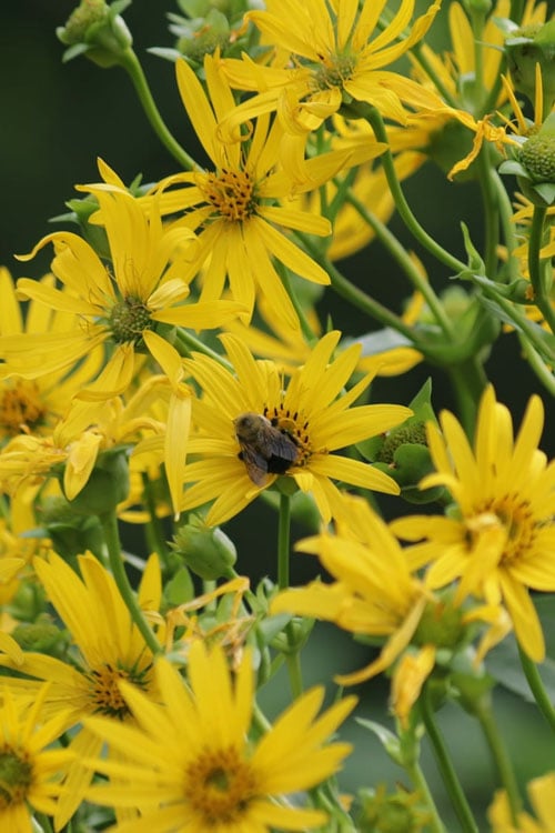  Cup Plant (Silphium Perfoliatum) - 1 Gallon Pot