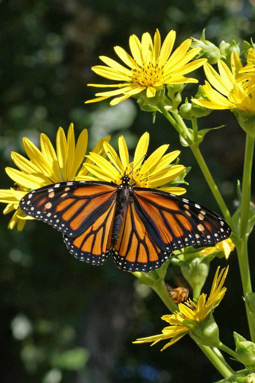 Cup Plant (Silphium Perfoliatum) - 6 Pack Of 1 Gallon Pots