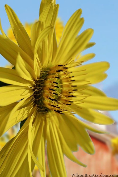  Cup Plant (Silphium Perfoliatum) - 1 Gallon Pot