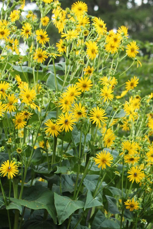  Cup Plant (Silphium Perfoliatum) - 1 Gallon Pot