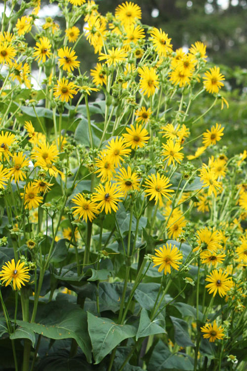  Cup Plant (Silphium Perfoliatum) - 6 Pack Of 1 Gallon Pots
