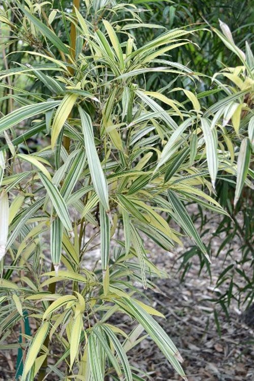  Variegated Chinese Temple Bamboo - Sinobambusa Tootsik 'Albostriata' - 3 Gallon Pot