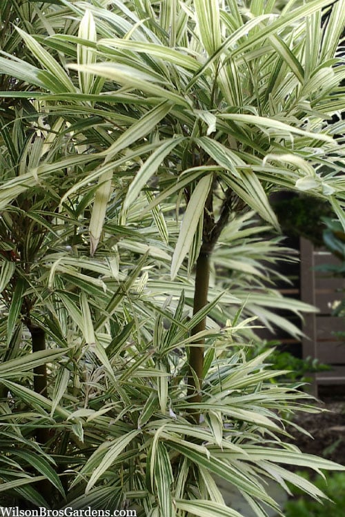  Variegated Chinese Temple Bamboo - Sinobambusa Tootsik 'Albostriata' - 3 Gallon Pot