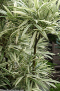  Variegated Chinese Temple Bamboo - Sinobambusa Tootsik 'Albostriata' - 3 Gallon Pot