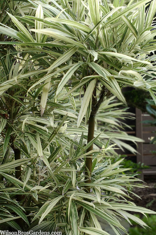  Variegated Chinese Temple Bamboo - Sinobambusa Tootsik 'Albostriata' - 2 Gallon Pot