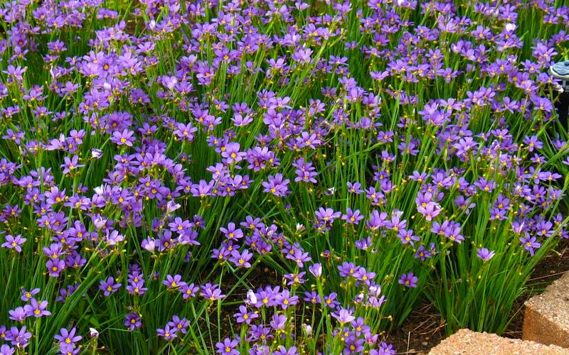  Lucerne Blue-Eyed Grass - 5 Pack Of Quart Pots