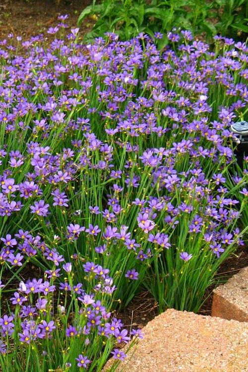  Lucerne Blue-Eyed Grass - 5 Pack Of Quart Pots