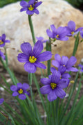  Lucerne Blue-Eyed Grass - 1 Gallon Pot