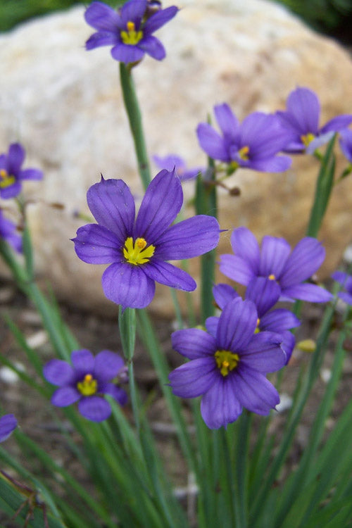  Lucerne Blue-Eyed Grass - 1 Gallon Pot