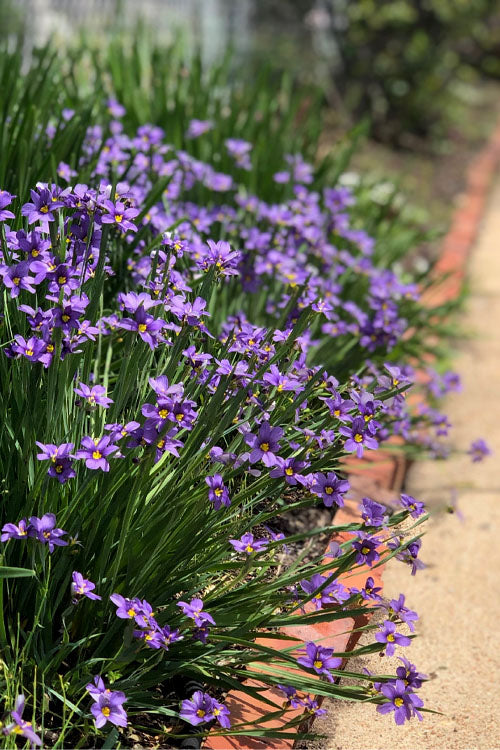  Lucerne Blue-Eyed Grass - 5 Pack Of Quart Pots