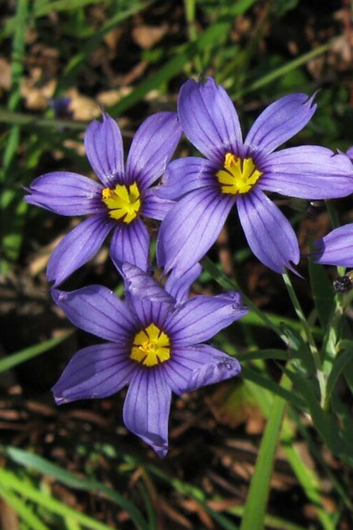  Moody Blues Blue-Eyed Grass (Sisyrinchium) - 6 Pack Of 1 Gallon Pots