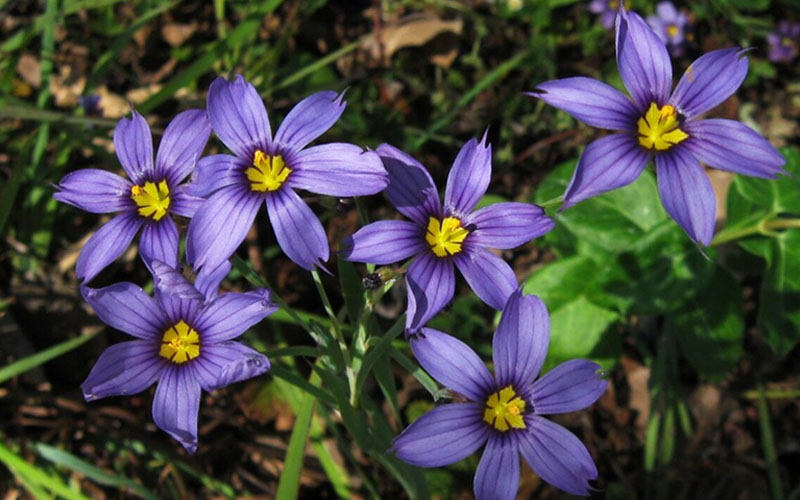  Moody Blues Blue-Eyed Grass (Sisyrinchium) - 6 Pack Of 1 Gallon Pots