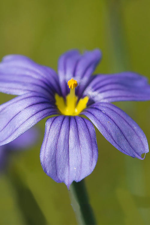  Moody Blues Blue-Eyed Grass (Sisyrinchium) - 6 Pack Of 1 Gallon Pots