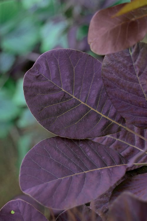  Royal Purple Smoke Tree (TREE FORM) - 5 Gallon Pot