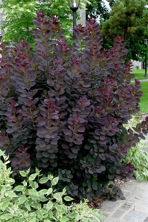  Royal Purple Smoke Tree (TREE FORM) - 5 Gallon Pot