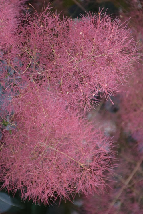  Dusky Maiden Smoke Tree (Single Trunk Topiary)- 7 Gallon Pot (4-5')