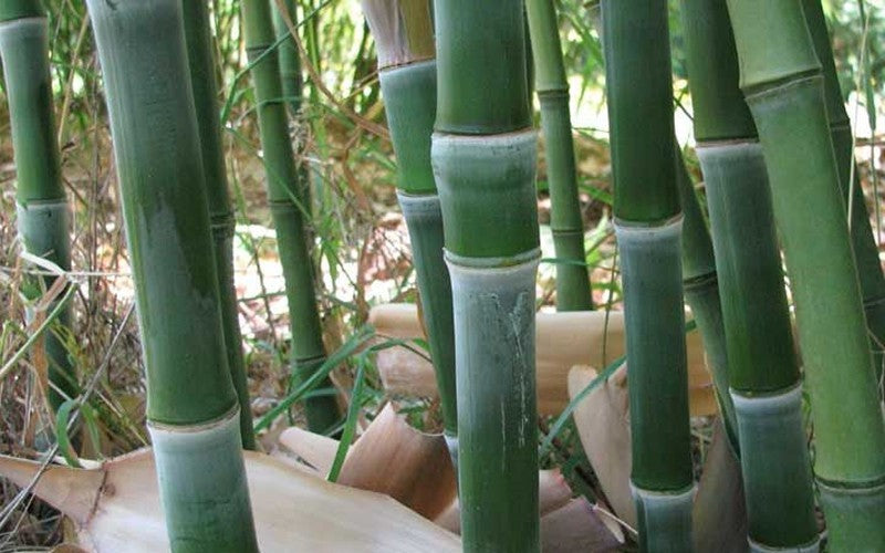  Solid Stem Bamboo - Phyllostachys Heteroclada - 3 Gallon Pot (4-6')