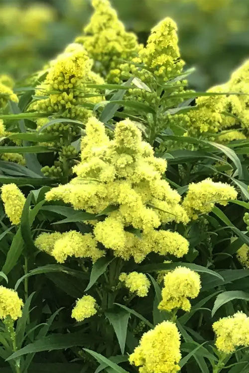  Little Lemon Goldenrod (Solidago Canadensis)- 6 Pack Of 1 Gallon Pots