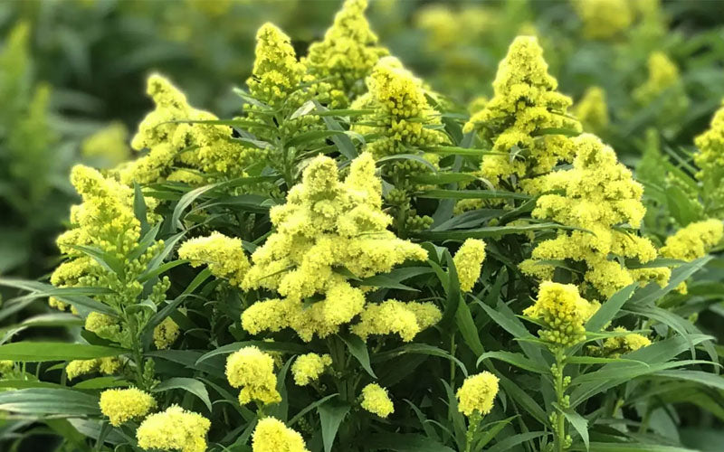  Little Lemon Goldenrod (Solidago Canadensis)- 1 Gallon Pot
