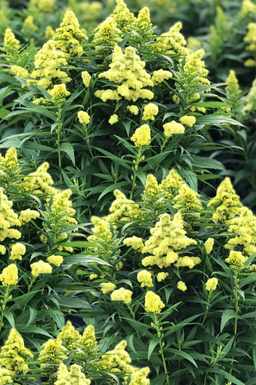  Little Lemon Goldenrod (Solidago Canadensis)- 6 Pack Of 1 Gallon Pots