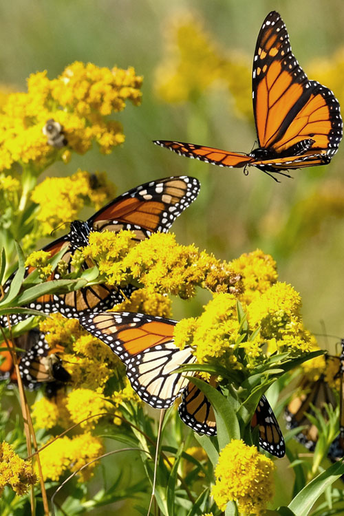  Seaside Goldenrod (Solidago Sempervirens) - 1 Gallon Pot