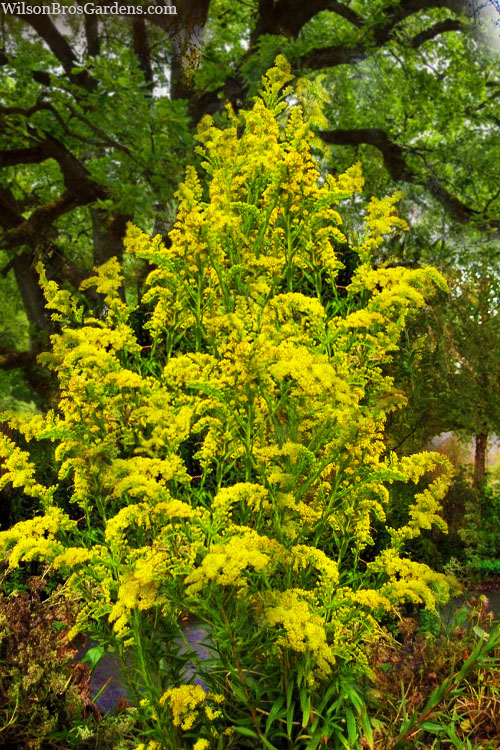  Seaside Goldenrod (Solidago Sempervirens) - 1 Gallon Pot