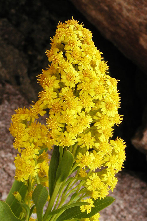  Seaside Goldenrod (Solidago Sempervirens) - 1 Gallon Pot