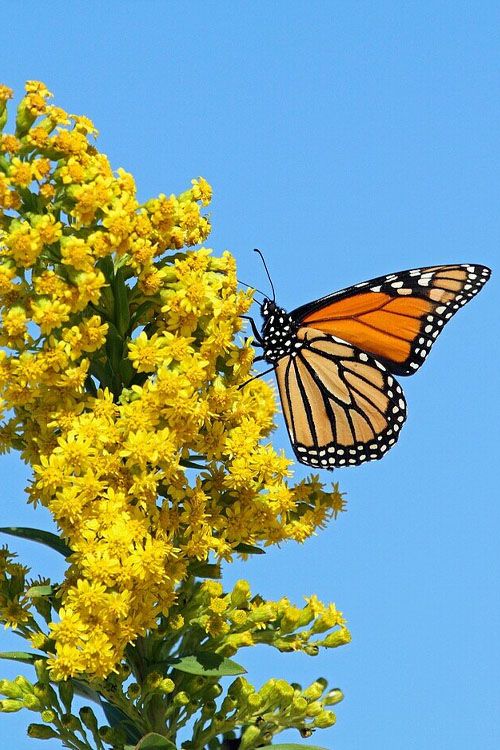  Seaside Goldenrod (Solidago Sempervirens) - 1 Gallon Pot