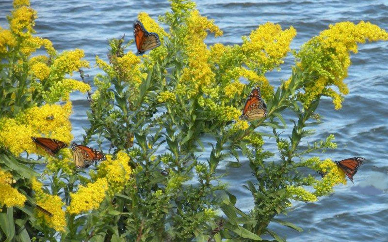  Seaside Goldenrod (Solidago Sempervirens) - 1 Gallon Pot