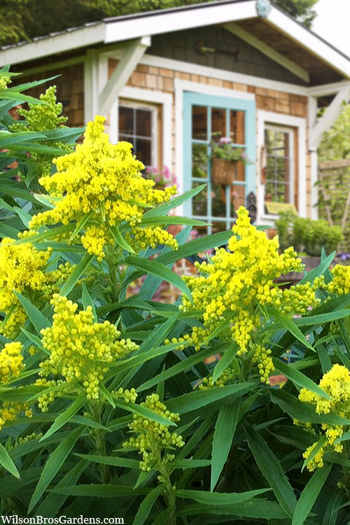  Sweety Goldenrod (Solidago Canadensis)- 5 Pack Of Quart Pots