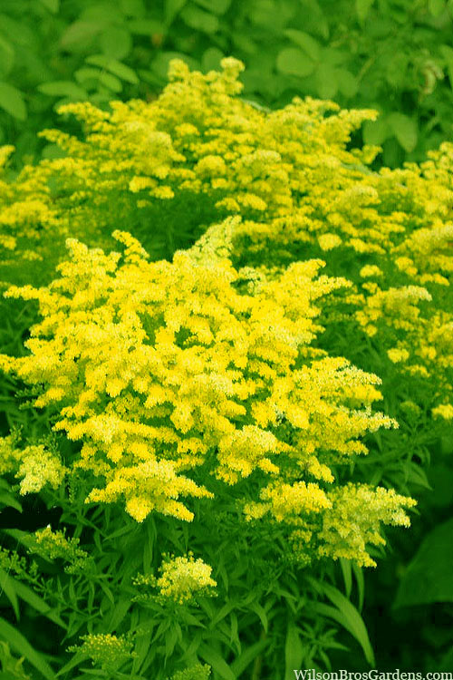  Sweety Goldenrod (Solidago Canadensis)- 5 Pack Of Quart Pots