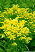  Sweety Goldenrod (Solidago Canadensis)- 5 Pack Of Quart Pots