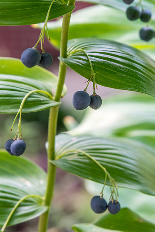  Variegated Solomons Seal (Polygonatum Falcatum 'Variegatum') - 1 Gallon Pot