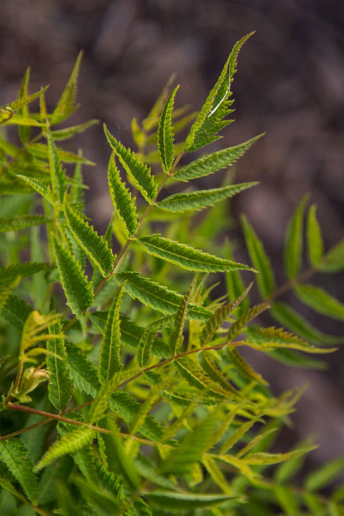  Matcha Ball Ash Leaf Spirea (Sorbaria) - 3 Gallon Pot