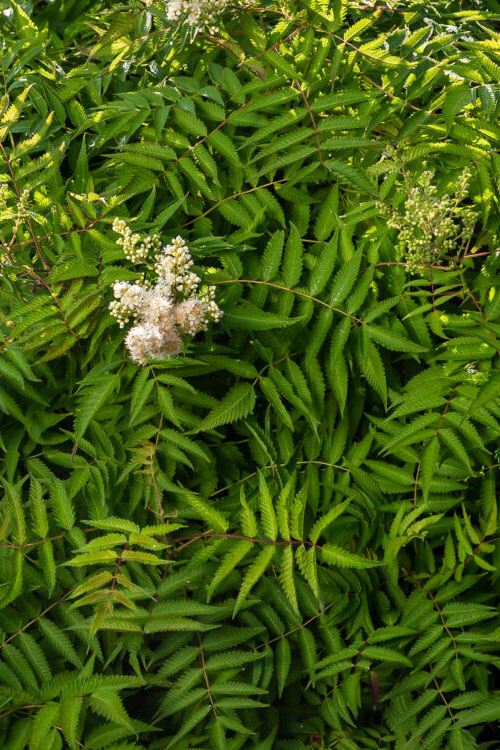  Matcha Ball Ash Leaf Spirea (Sorbaria) - 3 Gallon Pot